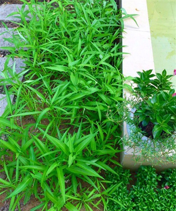 Khám phá khu vườn xanh mướt mắt trong căn biệt thự 21 tỷ của MC Quyền Linh khu vuon xanh muot mat trong can biet thu 21 ty cua mc quyen linh Khám phá khu vườn xanh mướt mắt trong căn biệt thự 21 tỷ của MC Quyền Linh