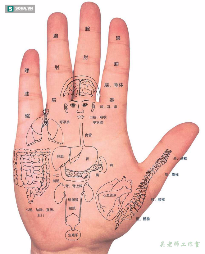 Những vị trí trên bàn tay đều có chức năng kết nối với các bộ phận nội tạng (Ảnh minh họa)