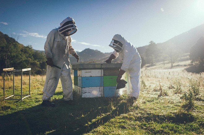 Công nhân của công ty Comvita kiểm tra thùng ong trên đảo North Island. Ảnh: Bloomberg.