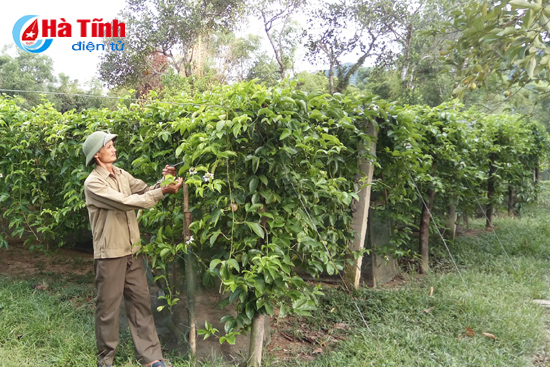 
Ông Phùng Xuân Công (thôn Tân Lộc) khẳng định, ở xã Tân Hương, chưa có loại cây nào có giá trị kinh tế bằng cây chanh leo.
