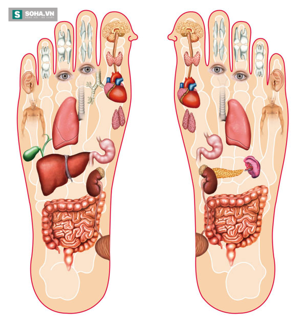 Trên bàn chân cũng có những sợi dây liên lạc mật thiết với nội tạng (Ảnh minh họa)