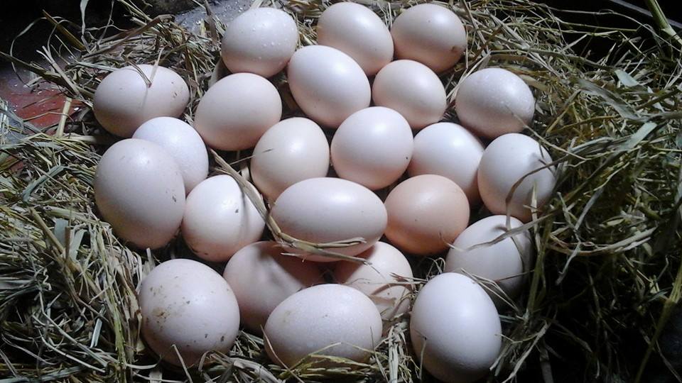 
Trứng gà ta xịn thường có màu trắng hồng, giá bán tại chợ 5.000-6.000 đồng/quả
