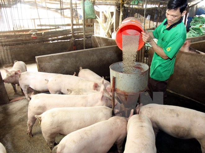 
Nuôi lợn thịt sử dụng thức ăn bổ sung men vi sinh ở Vĩnh Phúc. (Ảnh: Vũ Sinh/TTXVN)
