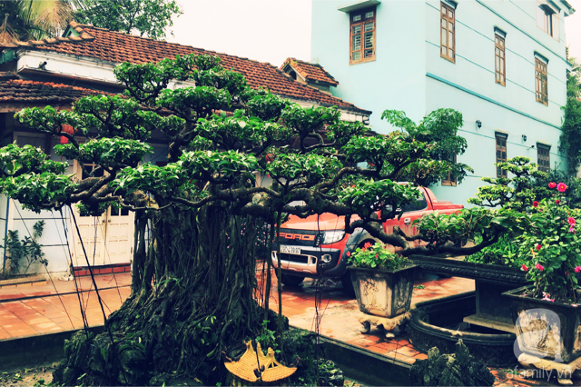 
Những gốc bonsai hàng chục, thậm chí là hàng trăm tuổi trong khu vườn nhà chị Thùy Anh.
