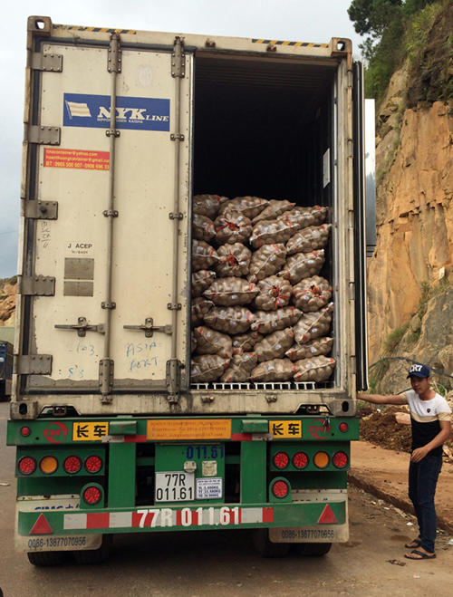 Mỗi vụ, hàng ngàn tấn khoai tây Trung Quốc được chở về Đà Lạt để mông má.