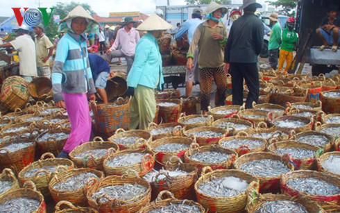 
Thu mua cá cơm về làm nước mắm ở bến Phú Hài, Phan Thiết
