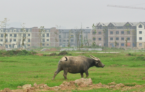 
Đất thu hồi để quy hoạch bị bỏ hoang tạo nên trào lưu chăn nuôi trong đô thị (Ảnh minh họa - Linh San)
