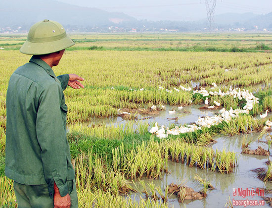 
Nhiều năm nay, nuôi vịt thả đồng là nghề chăn nuôi truyền thống của người dân huyện lúa Yên Thành.
