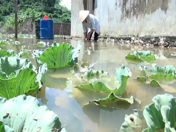 Nông dân xã Đông Sang huyện Mộc Châu, Sơn La mò vớt rau màu sau mưa lũ. Ảnh: Dân Việt