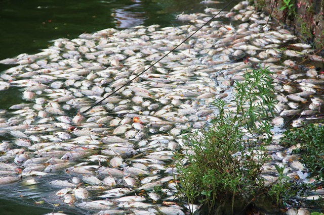 Cá chết bất thường ở hồ 29/3 thuộc trung tâm TP Đà Nẵng