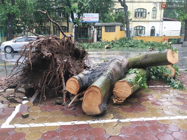 Cây đổ đè bẹp chiếc taxi trên phố Hai Bà Trưng đã được dọn dẹp, cắt thành khúc để trên vỉa hè.