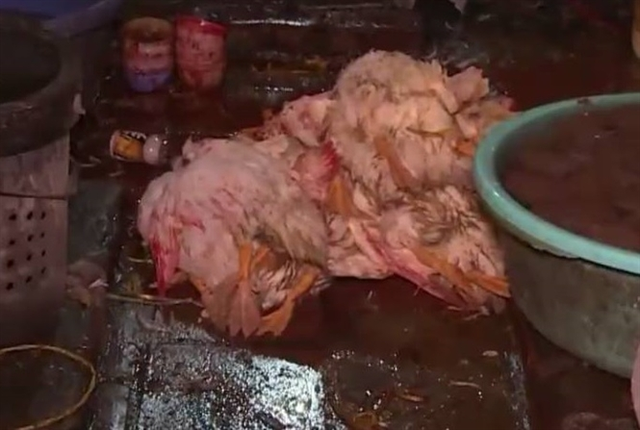 
Sau ghi được cắt tiết, gà được ném xuống nền gạch rất mất vệ sinh
