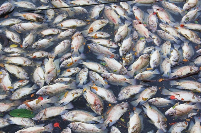 Hầu như chỉ có cá rô phi bị chết, nhiều con có trọng lượng đến 1kg