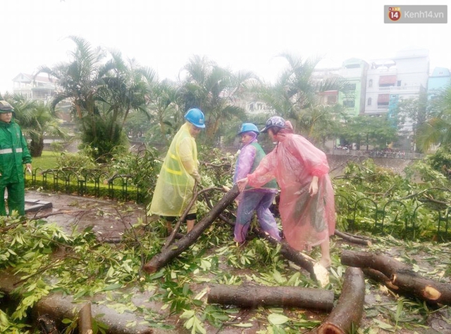 Công nhân công ty cây xanh cũng đang tiến hành dọn dẹp cây đổ tại khu vực đường Láng.