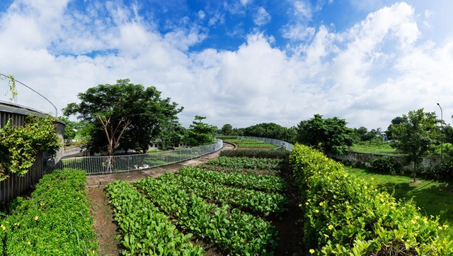 vuonraukhongloxanhmuottrenmaitruongmamnonodongnai Tham quan vườn rau khổng lồ xanh mướt trên mái trường mầm non ở Đồng Nai