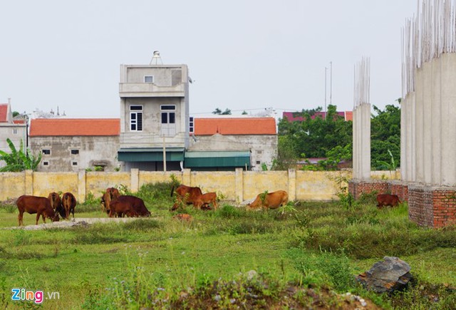 Dự án đại học Hoa Lư Ninh Bình dùng làm nơi thả trâu bò
