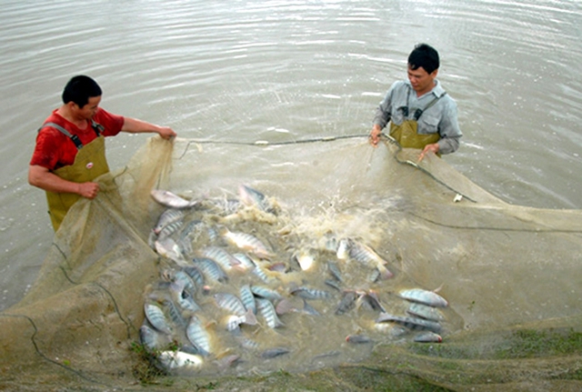 Bộ NN-PTNT đã có quyết định đưa cá rô phi vào danh sách đối tượng nuôi chủ lực trong thời gian tới