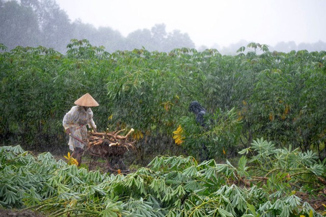 
Nhiều diện tích trồng sắn ở xã Tam Thăng phải thu hoạch sớm tránh mưa bão - Ảnh: LÊ TRUNG
