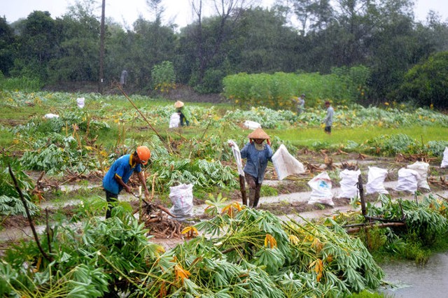 
Nhiều diện tích trồng sắn ở xã Tam Thăng phải thu hoạch sớm tránh mưa bão - Ảnh: LÊ TRUNG
