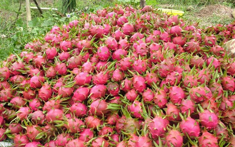 Giá thanh long cận Tết lao dốc mạnh
