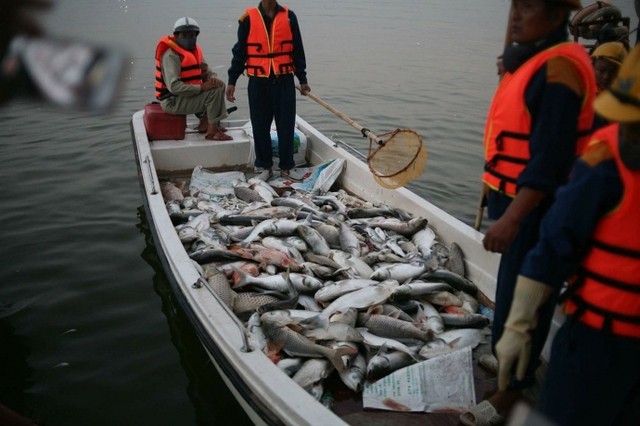 Nguyên nhân cá chết hàng loạt, bất thường được xác định là do thiếu ô xy