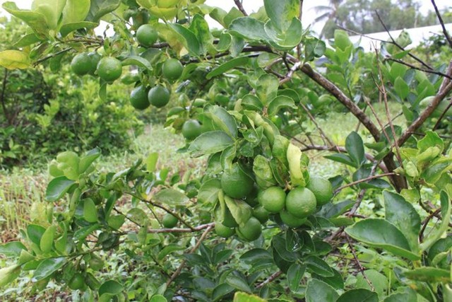 Chanh không hạt có tên gọi tiếng anh là Persian Lime. Đặc điểm của cây chanh không hạt là cây không gai, thích hợp và sinh trưởng tốt với khí hậu Việt Nam.  Hoa chanh không hạt mọc thành chùm, cánh hoa có màu trắng, dạng quả hơi dài, có vị chua và thơm.(Ảnh: Zing)