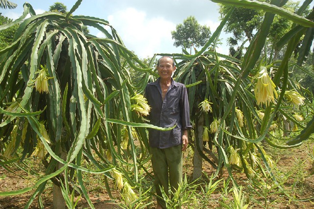 Thanh long vỏ đỏ ruột trắng, ruột đỏ rất phổ biến ở Việt Nam, nhưng riêng loại thanh long vàng lại khá hiếm.Trước đây, tại Bình Thuận có một số hộ từng trồng thử nghiệm nhưng vì không phù hợp nên ngưng dần.