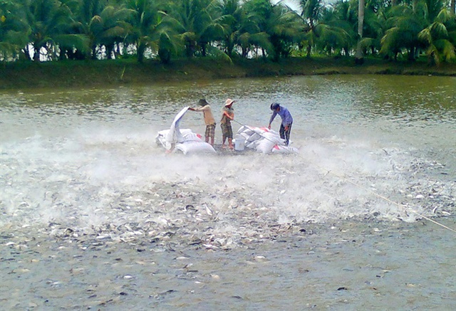  Để ngành cá tra phát triển bền vững cần thực hiện nhiều giải pháp cho người nuôi và DN xuất khẩu (Ảnh: PV)  