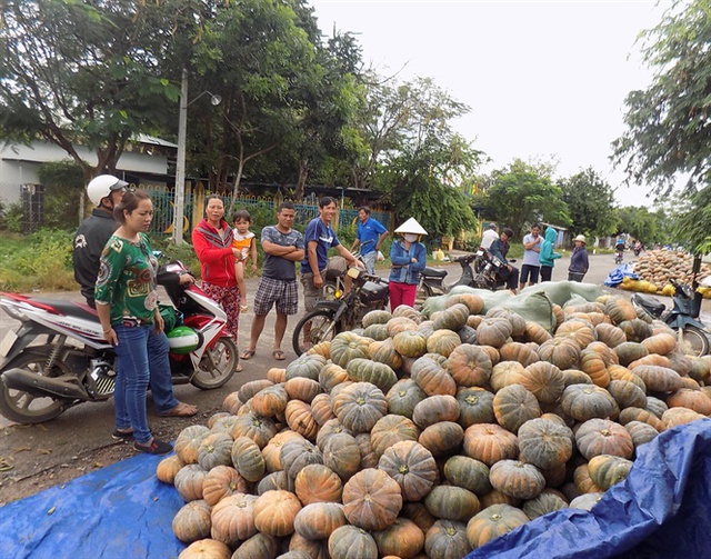 
Bí đỏ mất mùa nên giá đầu vụ tăng khá mạnh
