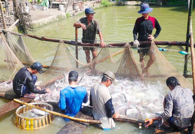 
Người nuôi gặp nhiều khó khăn do giá thu mua cá tra không ổn định
