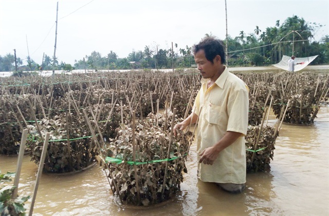 Những vườn hoa Tết bùn đất bám đầy 