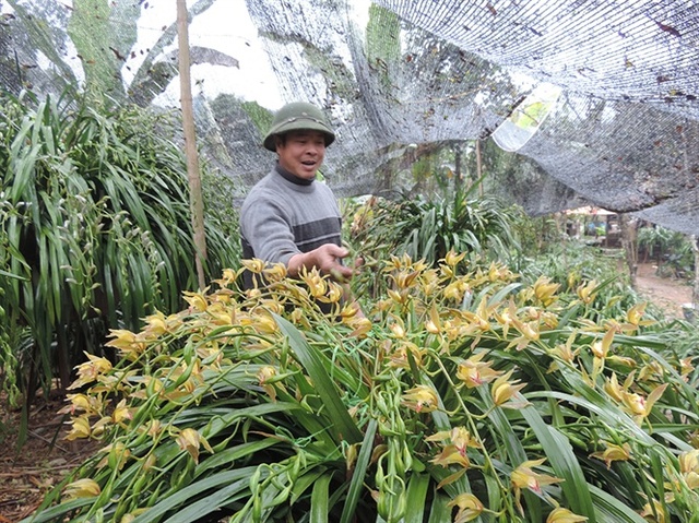   Những chậu địa lan giá hàng chục triệu đồng   