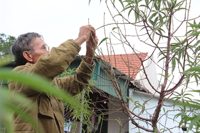 Ông Nguyễn Khắc Toàn cố gắng chăm sóc những gốc đào còn sống sót với hy vọng vớt vát được chút ít