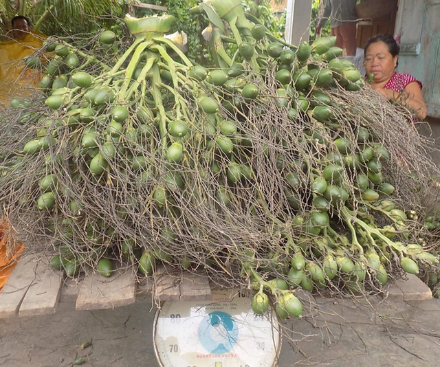 
Các lò cau mua cau buồng với giá 10.000 đ/kg
