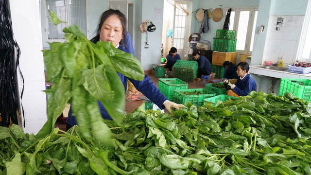 Giá rau tại Đà Lạt tăng mạnh do sản lượng giảm sút lại thêm áp lực tăng hàng cho miền Trung - Ảnh: M.VINH