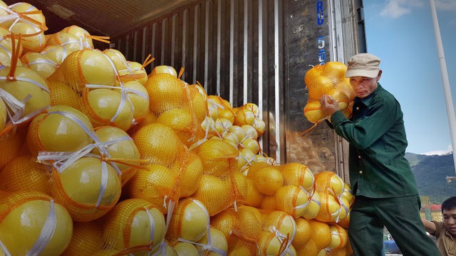 
Bưởi vàng Trung Quốc tại Pò Chài được vận chuyển sang xe tải chở về Việt Nam qua cửa khẩu Tân Thanh, Lạng Sơn. Và khi vào Việt Nam, bưởi vàng Trung Quốc được “gắn mác” là bưởi Phú Thọ, Hà Giang... - Ảnh: VÂN TRƯỜNG
