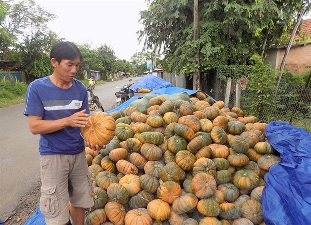 
Anh Thuận cho biết, bí đỏ năm nay mất mùa
