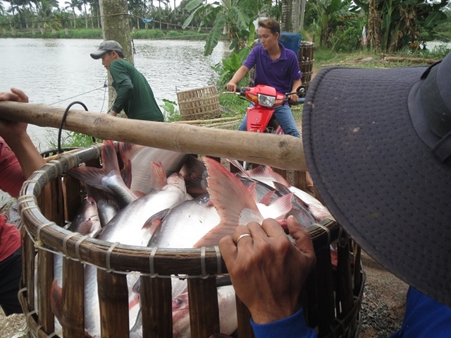 
Cá tra đã quá lứa (2 – 2,5 kg/con)
