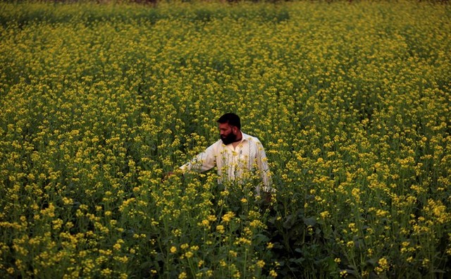 Một cánh đồng hoa cải tại Charsadda, Pakistan. Ảnh: Reuters.