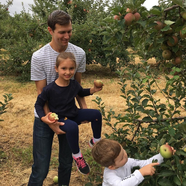 Trong một ảnh khách, Jared Kushner - chồng của Ivanka cũng nhiệt tình giúp các con hái táo.