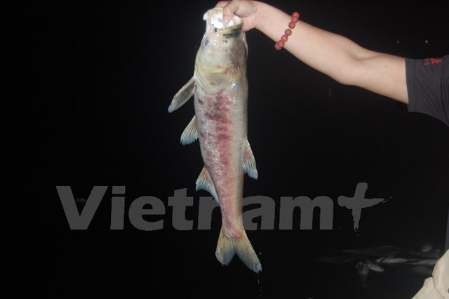  Một cá thể cá mè rất lớn bị dạt vào bờ (Ảnh: Sơn Bách/Vietnam+)