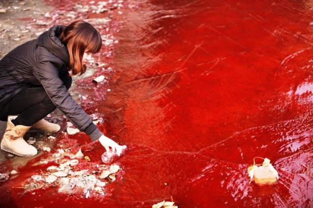 
Một người phụ nữ đang lấy mẫu nước ở dòng sông Jian, Hà Nam, Trung Quốc. | ẢNH: STR/AFP/GETTY IMAGES
