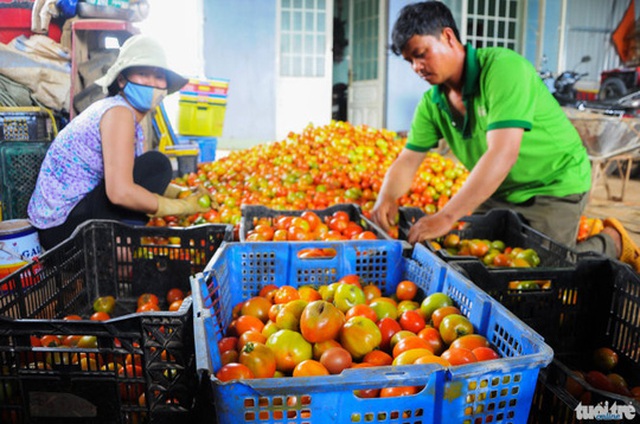 
Các chủ vựa lọc kỹ bỏ phần lớn những quả cà chua sần sùi, hư hỏng khiến nông dân thất thu nghiêm trọng - Ảnh: Lâm Thiên

