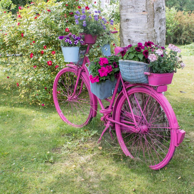 
Cùng với những giỏ hoa xinh xắn, chiếc xe đạp màu hồng sẽ là một điểm nhấn đặc biệt cho khu vườn.

 
