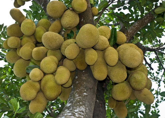 Việt Nam đang sở hữu một loại quả được mệnh danh là cứu tinh của thế giới - Ảnh 3.