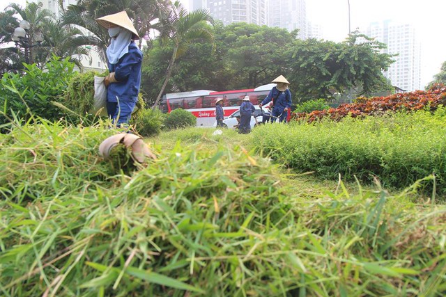 
Những cây cỏ mọc um tùm đang được làm sạch
