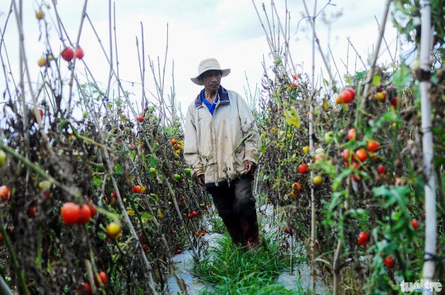 
Ông Nguyễn Văn Thành xót xa khi vườn cà chua của gia đình mắc bệnh xoăn lá chết dần mà không thu được đồng nào - Ảnh: Lâm Thiên
