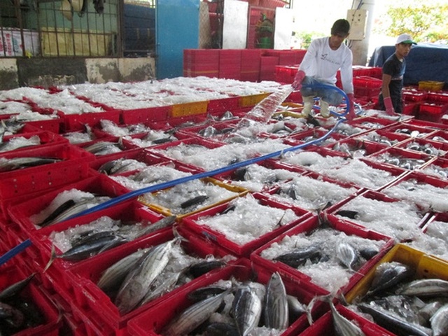 
Cá ngừ sọc dưa cũng đạt sản lượng tốt
