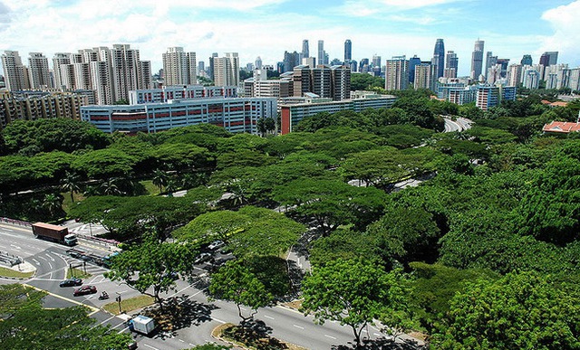 
Singapore khiến cả thế giới ngưỡng mộ với hơn 50% đô thị được cây xanh bao phủ.

