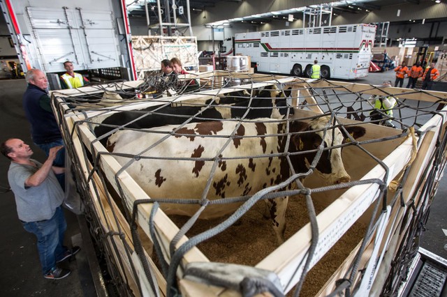 
Qatar đang có kế hoạch vận chuyển 4.000 con bò sữa bằng đường hàng không từ Mỹ và Australia.

